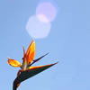 Bird of Paradise