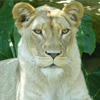 Lion, Taronga Zoo