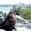 Seal, Taronga Zoo