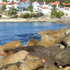 shelley beach